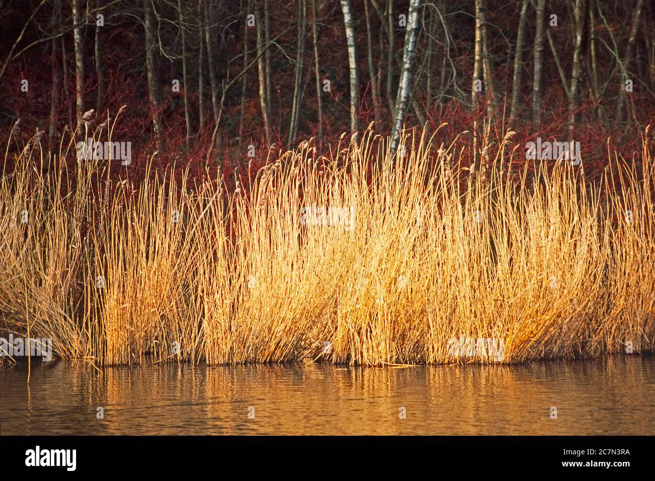 Common reed, Phragmites communis, grows up to 3m high, sought after for thatching roof work Stock Photo