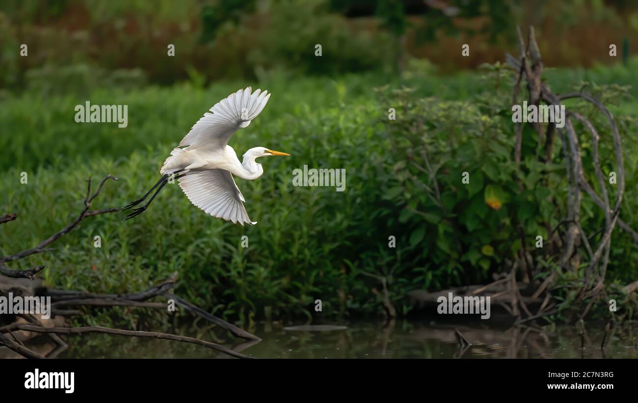 Great White Egret Stock Photo