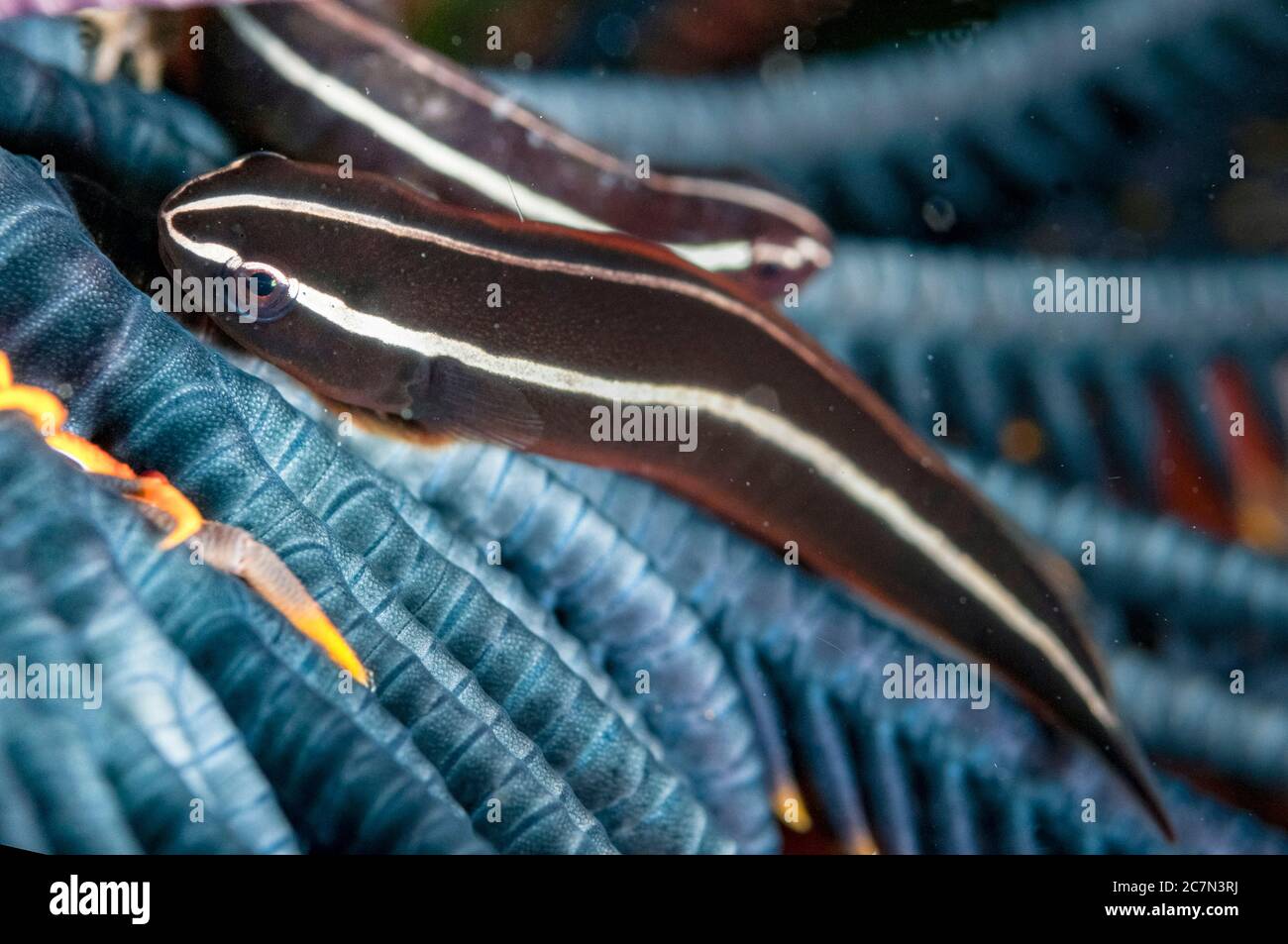 Crinoid Clingfish, Discotrema crinophila, pair in Crinoid, Comatulida Order, Mutiara dive site, Manado, Sulawesi, Indonesia, Pacific Ocean Stock Photo