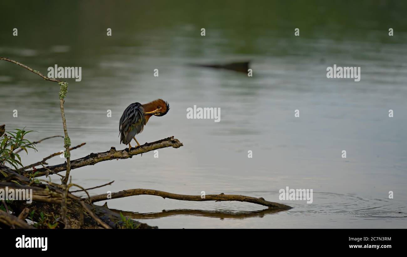 Green Heron Stock Photo