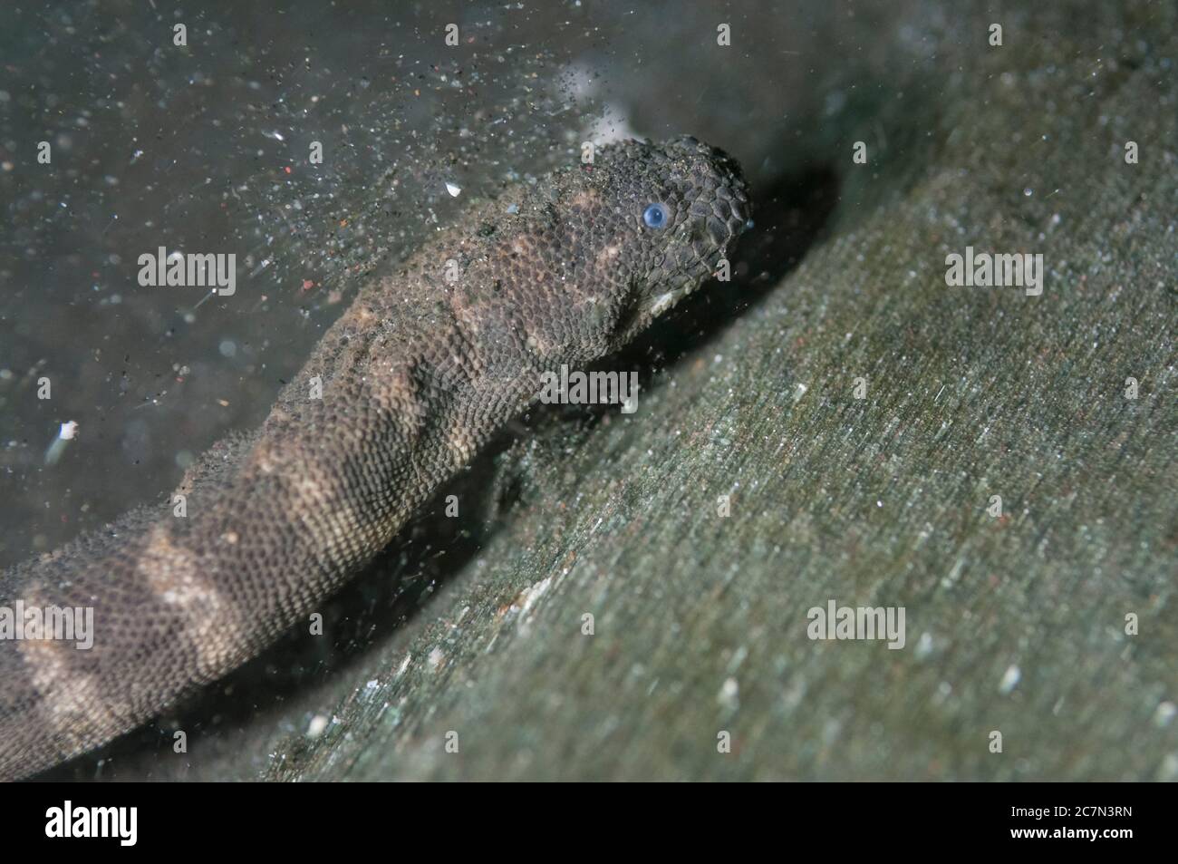 Marine File Snake, Acrochordus granulatus, on black sand, night dive, Bethlehem dive site, Poopoh, Manado, Sulawesi, Indonesia, Pacific Ocean Stock Photo