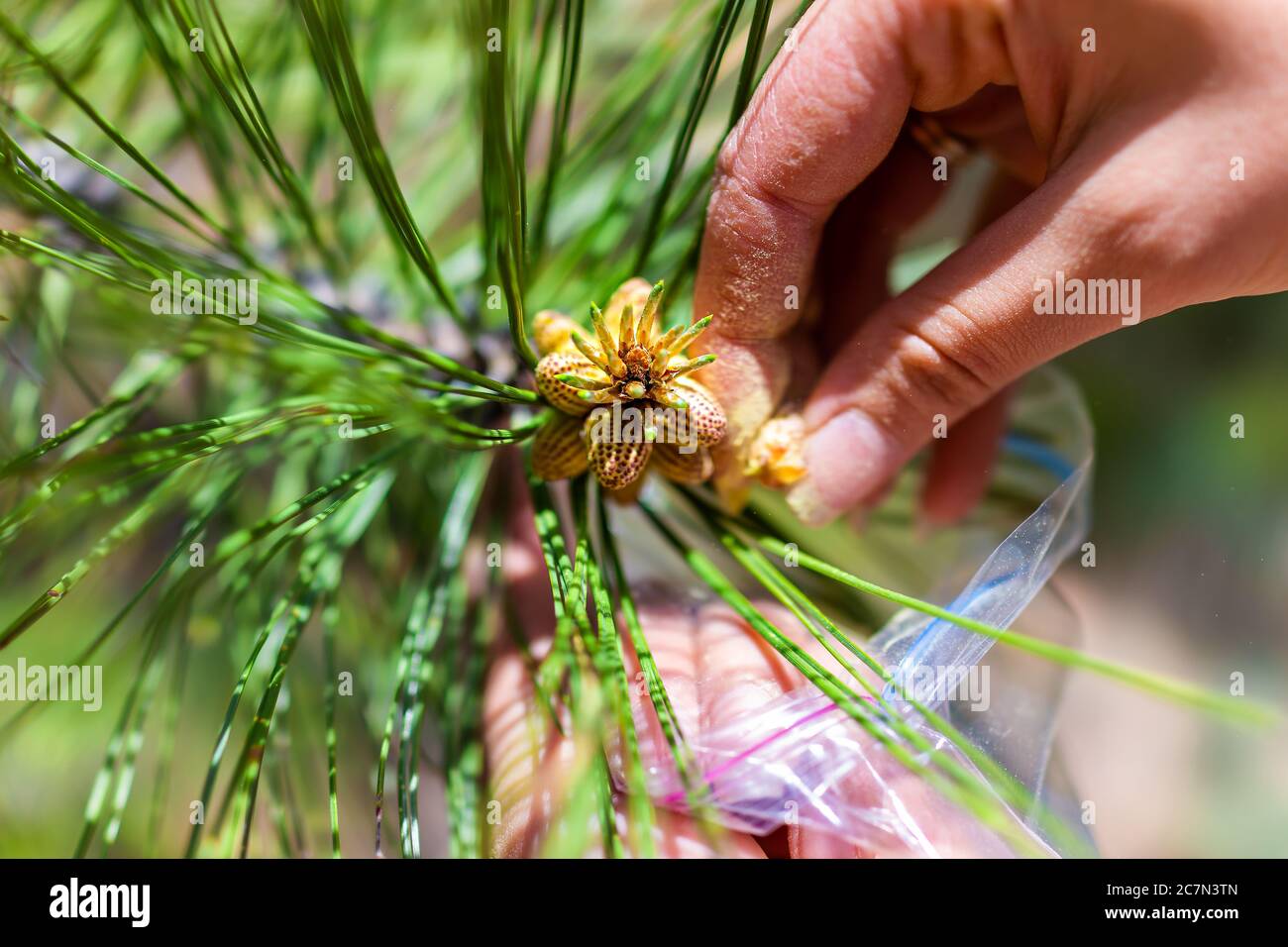 Macro closeup of woman hand collecting pine cones pollen and needles on tree branch into plastic back in forest and blurry blurred background Stock Photo