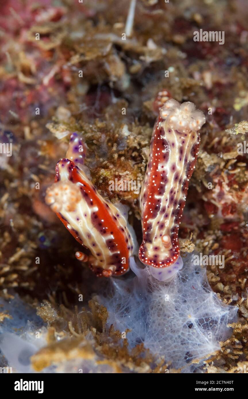 Pair of Spotted Hypselodoris Nudibranches, Hypselodoris maculosa, feeding, Angel's Window dive site, Lembeh Straits, Sulawesi, Indonesia, Pacific Ocea Stock Photo