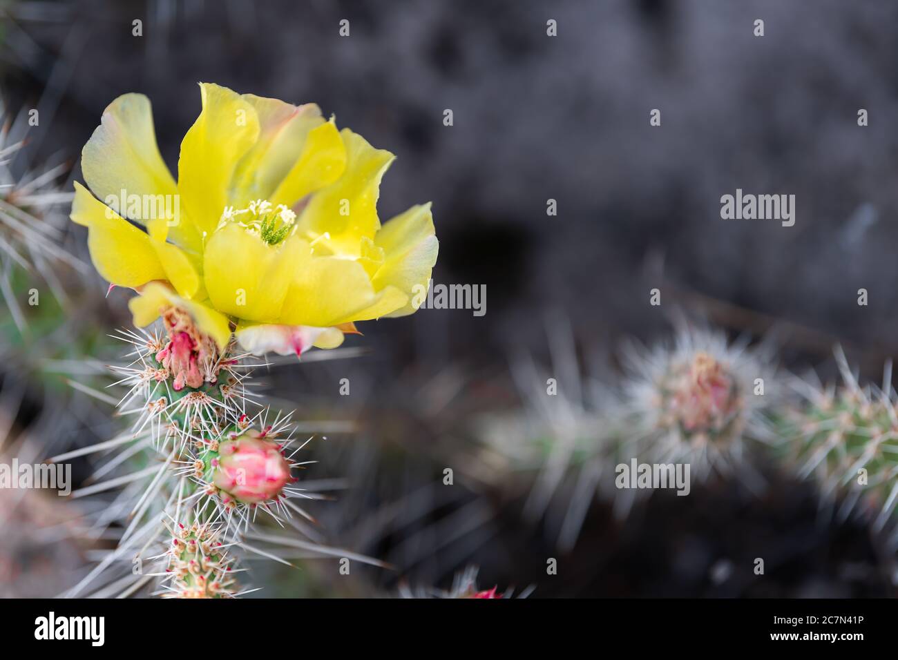 Prickly Pear cactus in Bandelier National Monument in New Mexico macro closeup with bokeh background and vibrant colorful yellow bloom flowers Stock Photo