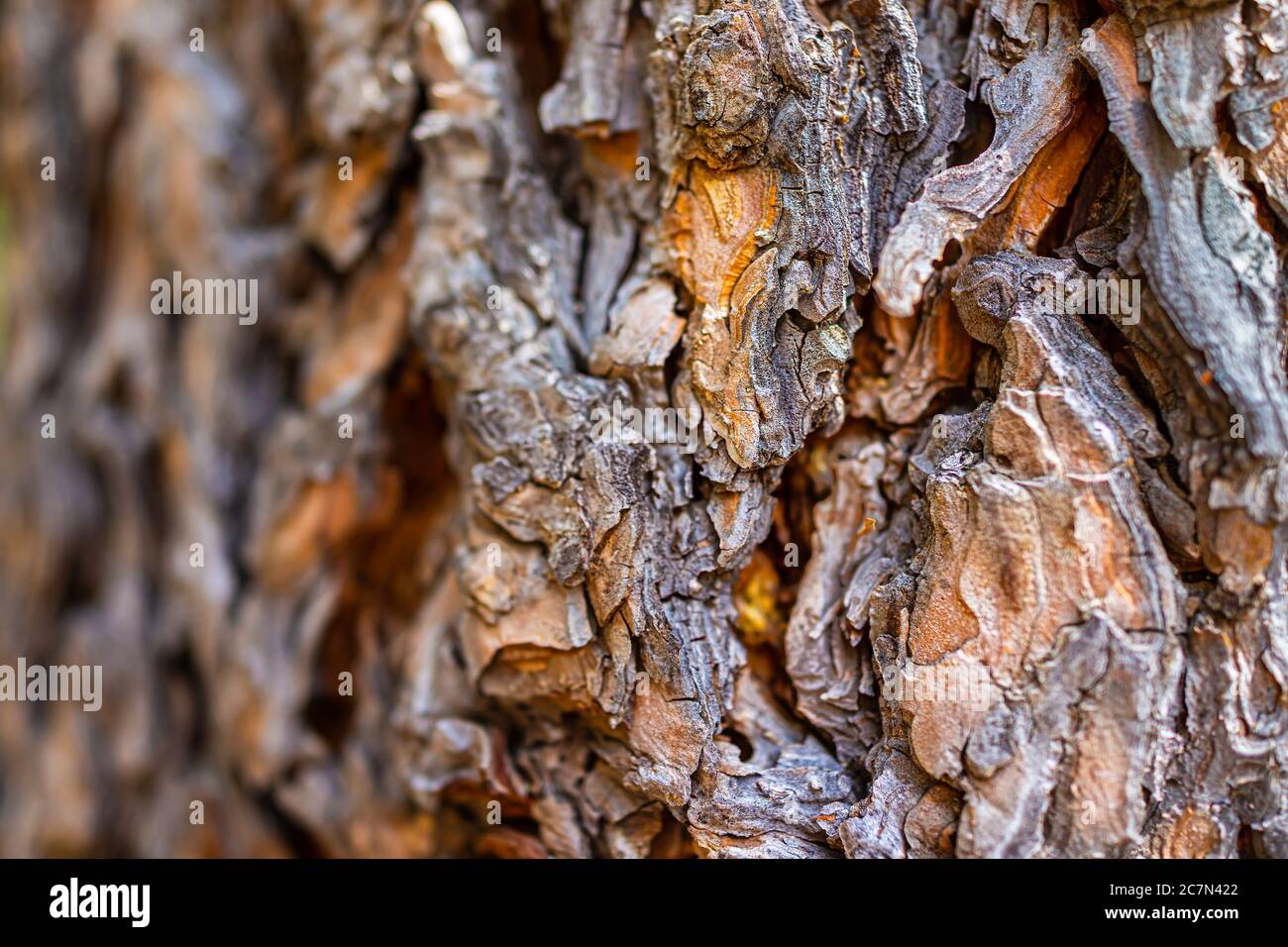 Santa Fe National Forest park with closeup macro of pine tree bark trunk and shallow depth of field blurry bokeh background showing texture of plant Stock Photo
