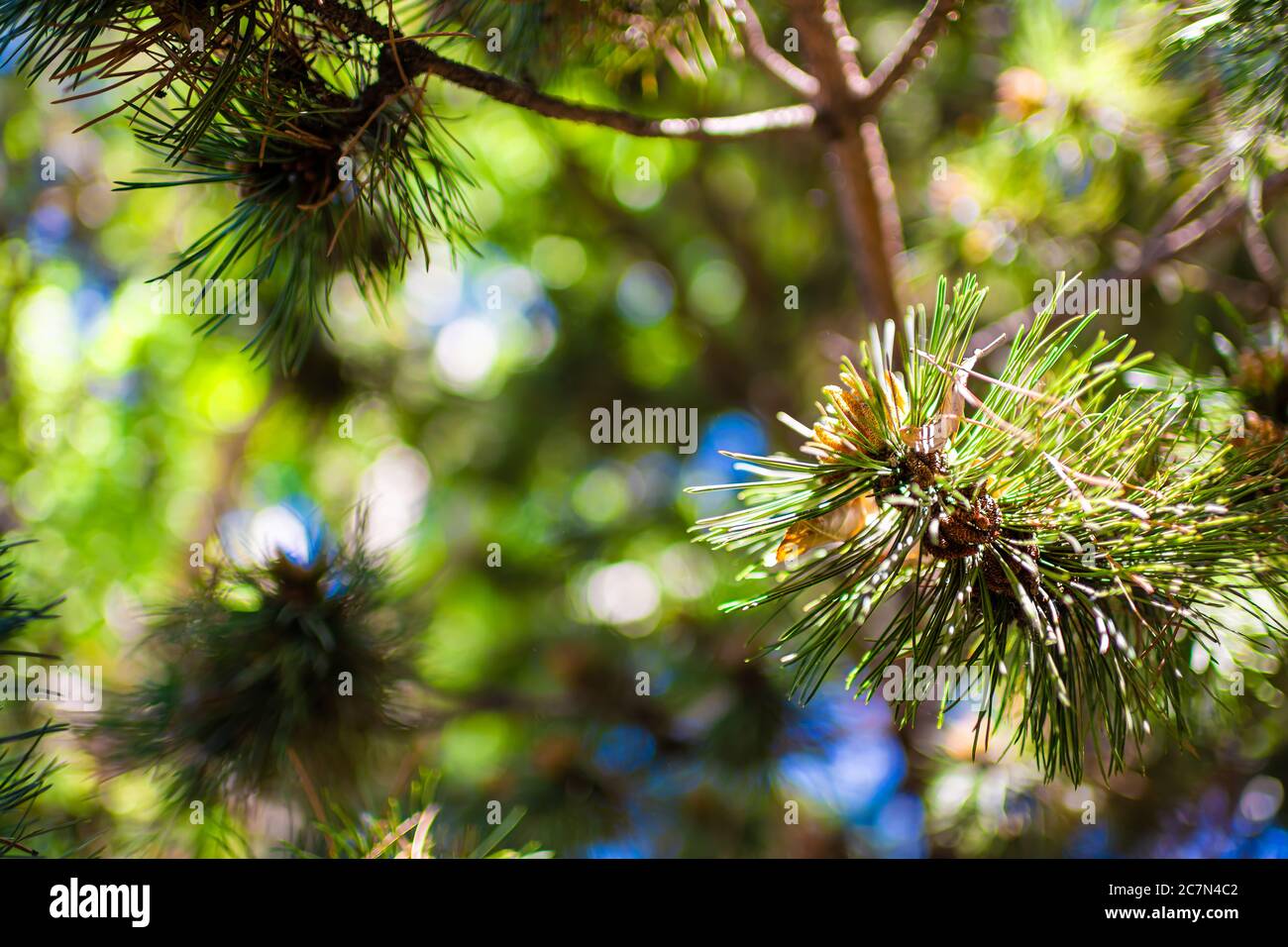 Macro closeup of pine cones pollen and needles on tree branch with blue sky and forest in blurry blurred background Stock Photo