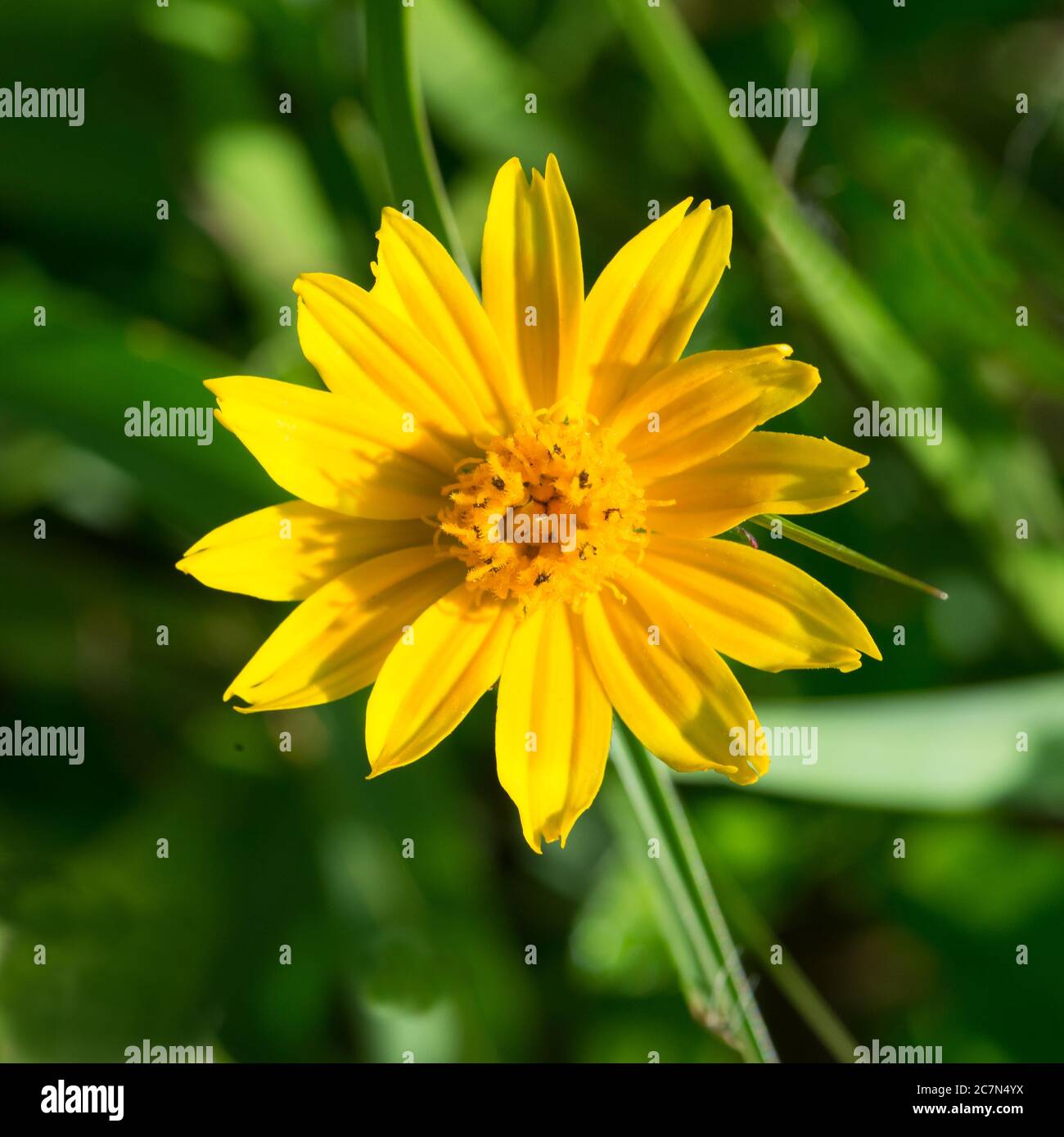 yellow wild flower of Florida Stock Photo
