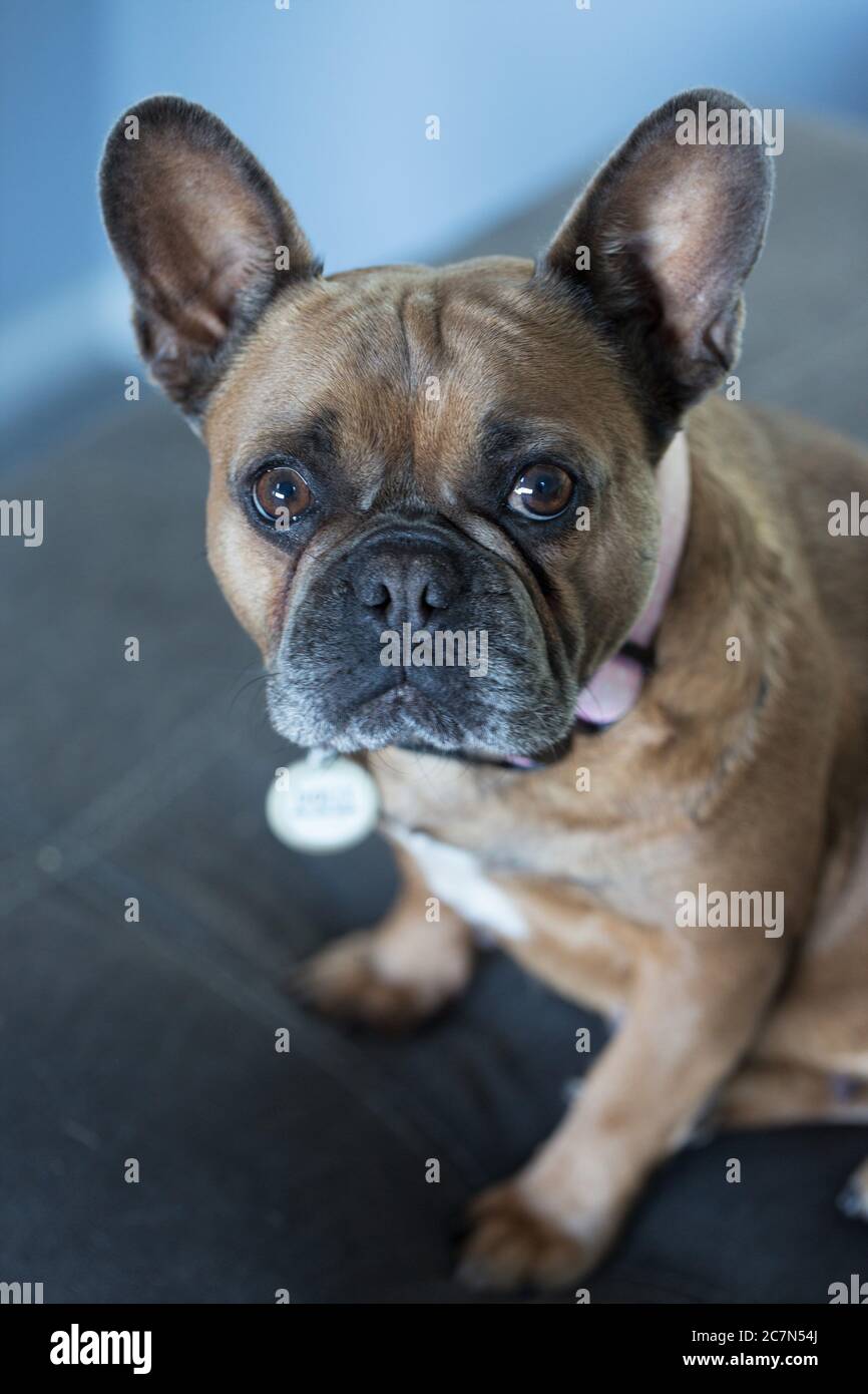 A cute brown french bulldog on a couch Stock Photo Alamy