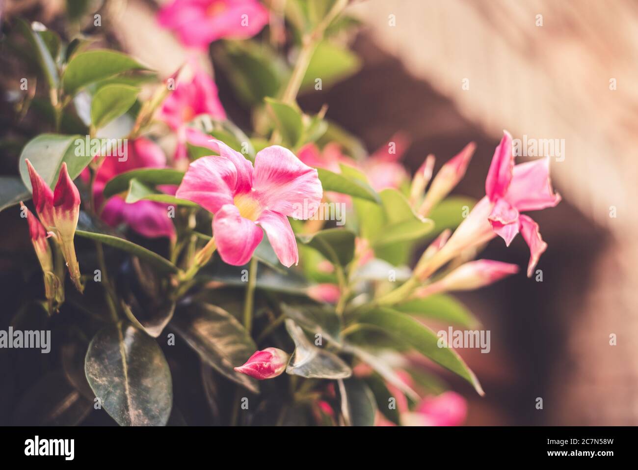 Selective focus shot of pink Mandevilla flowers in the daylight Stock Photo