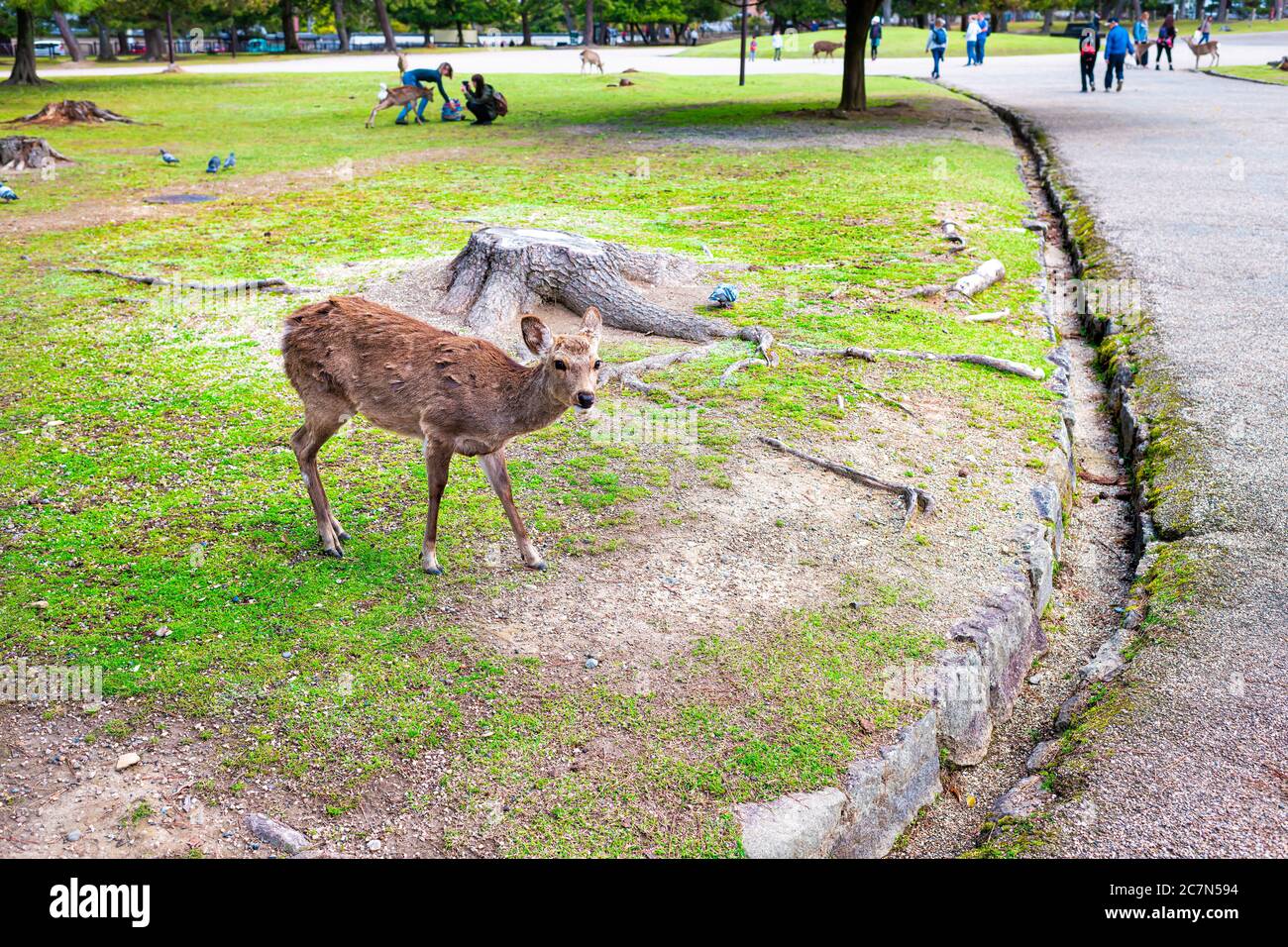 Nara, Japan tourist city park with cute deer asking begging for food rice crackers on grass humor funny and people tourists in background Stock Photo