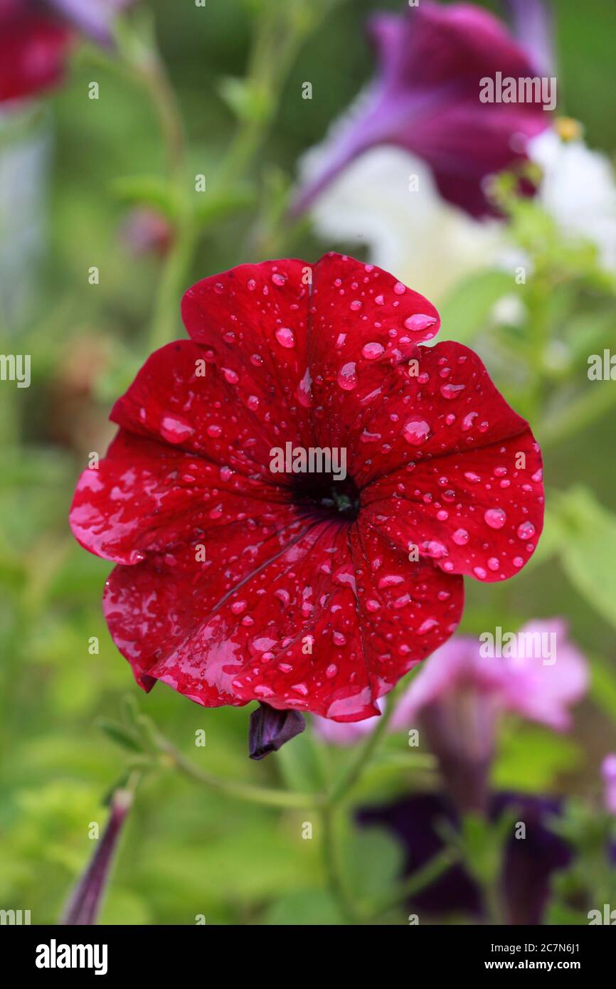 Red Petunia flower after rain Stock Photo