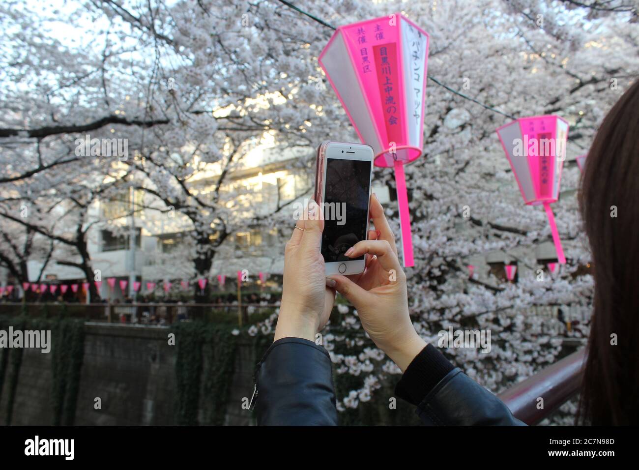 Tokyo, Japan - 25 March 2018: Japanese woman takes photo of cherry blossoms with her mobile phone. Stock Photo