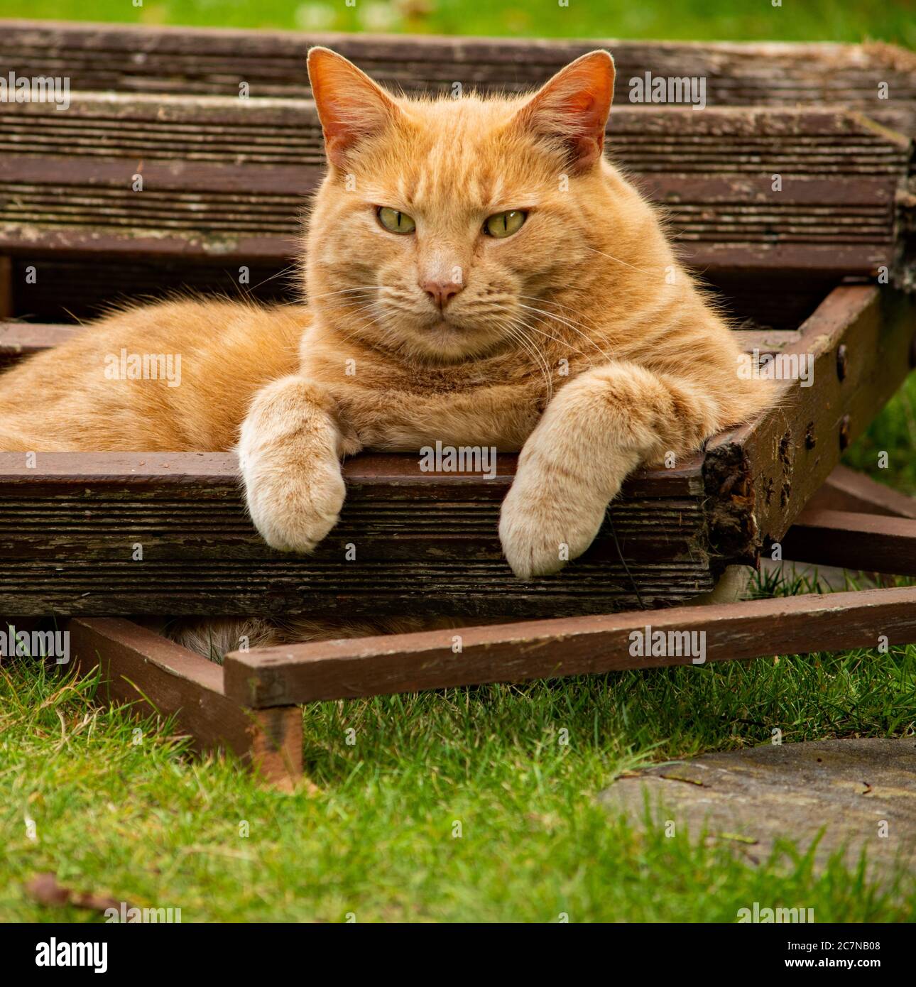Cat in a woodpile Stock Photo