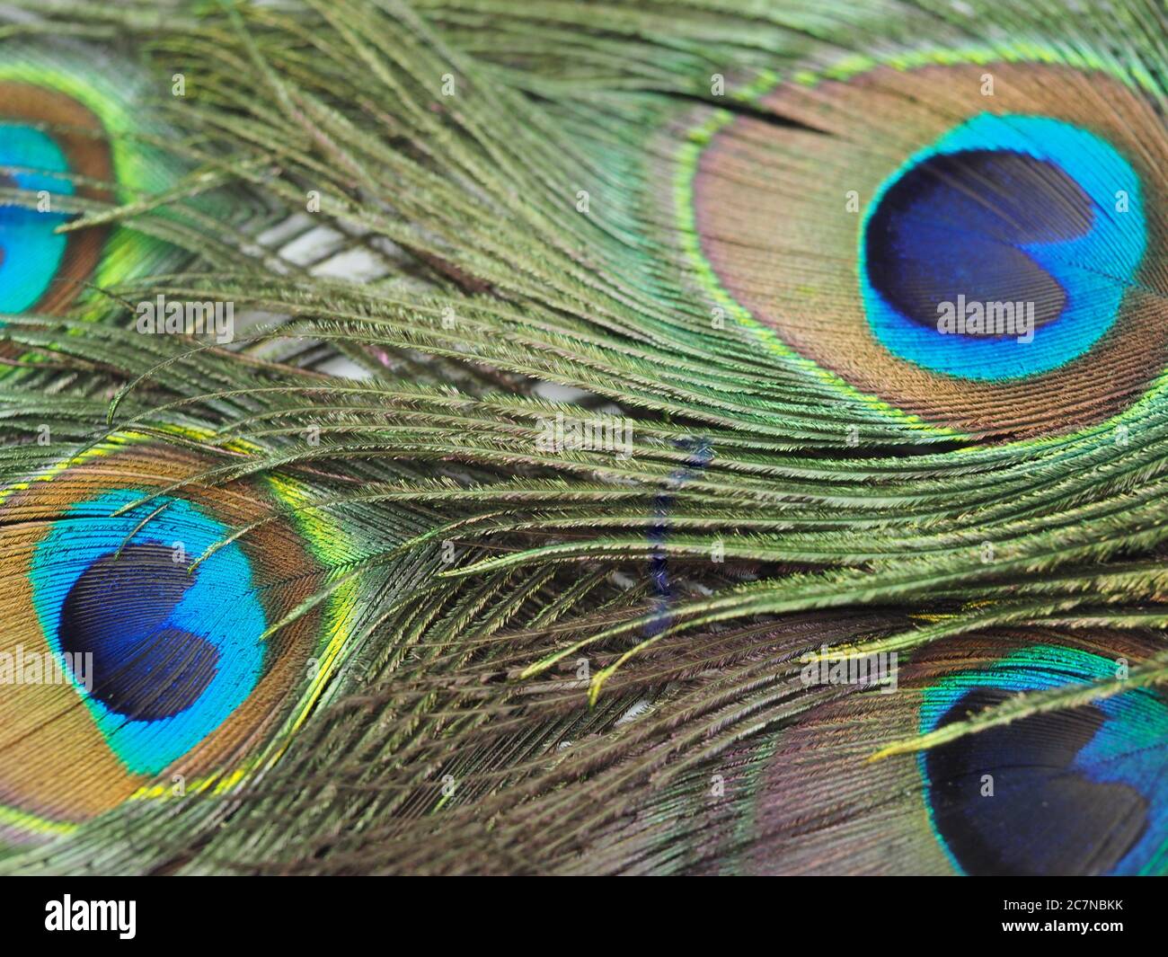 Peacock beauty hi-res stock photography and images - Alamy