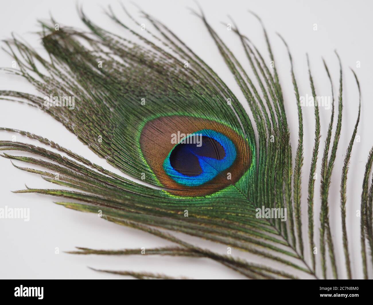 A Single Peacock Feather on a White Background Stock Photo