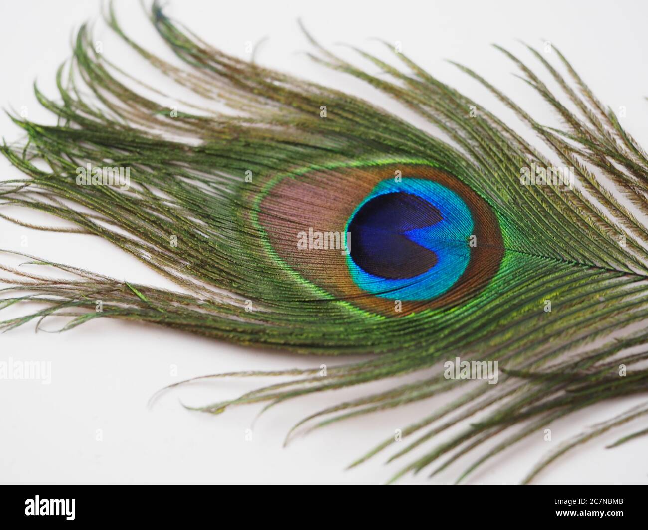 A Single Peacock Feather on a White Background Stock Photo