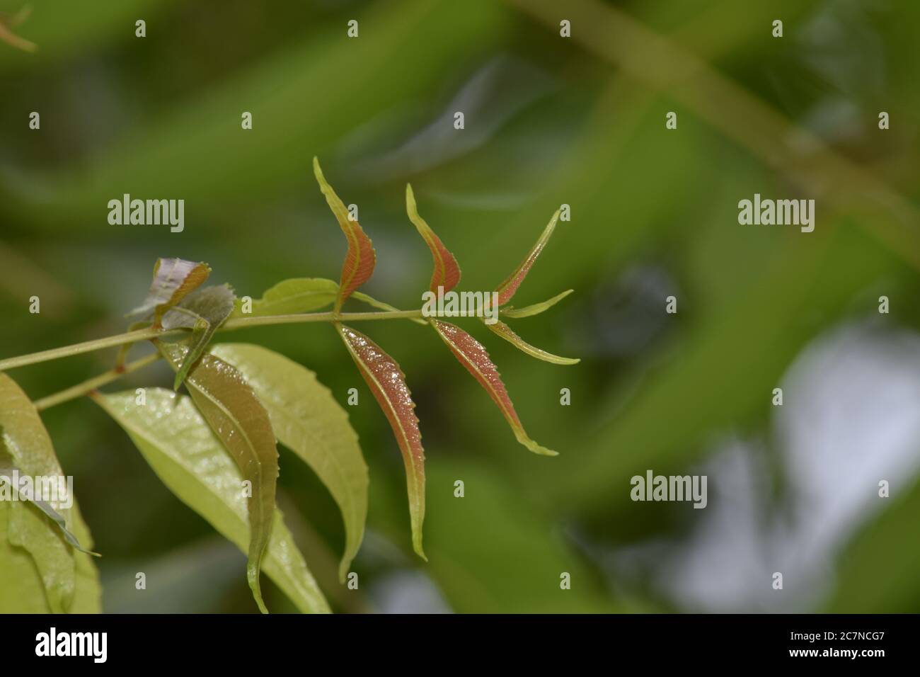 Neem leaves on blurred background Stock Photo