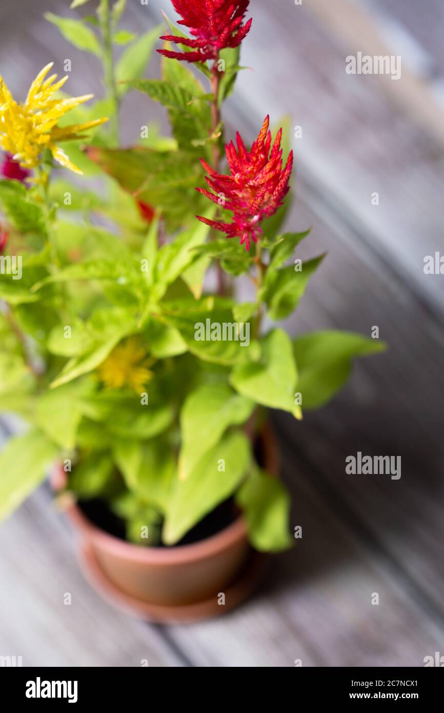 Cockscomb chinese celosia plant with hairy flowers in bloom Stock Photo