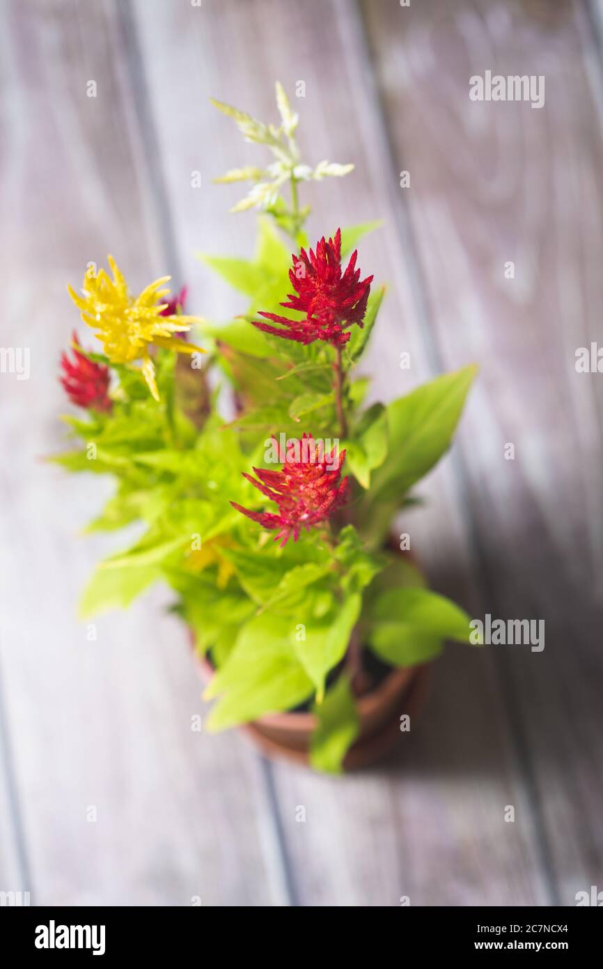 Cockscomb chinese celosia plant with hairy flowers in bloom Stock Photo