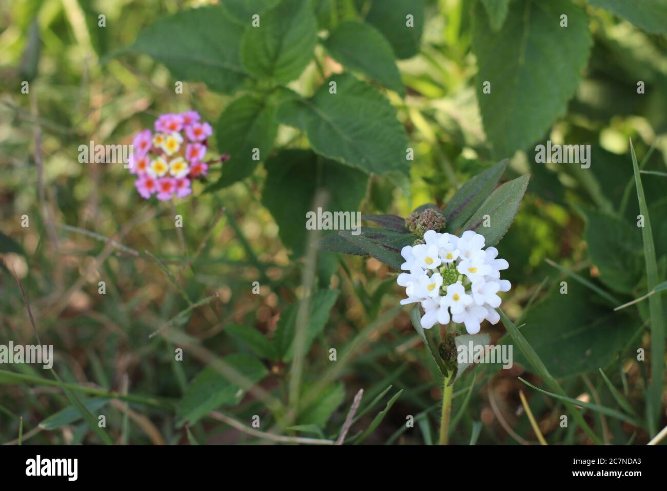 Lovely Flowers in The Garden KPK Pakistan Stock Photo