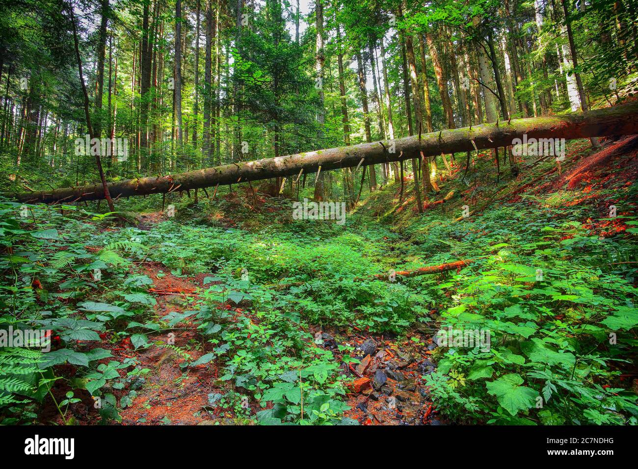 old fallen trees in the forest. Falen leaves in autumn. Sunset. Carpathian region. Ukraine Stock Photo