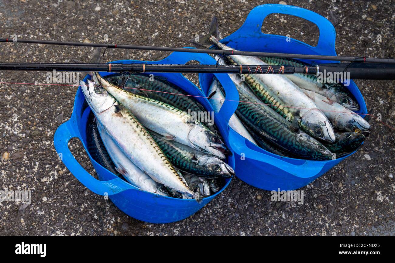 Line caught mackerel hires stock photography and images Alamy