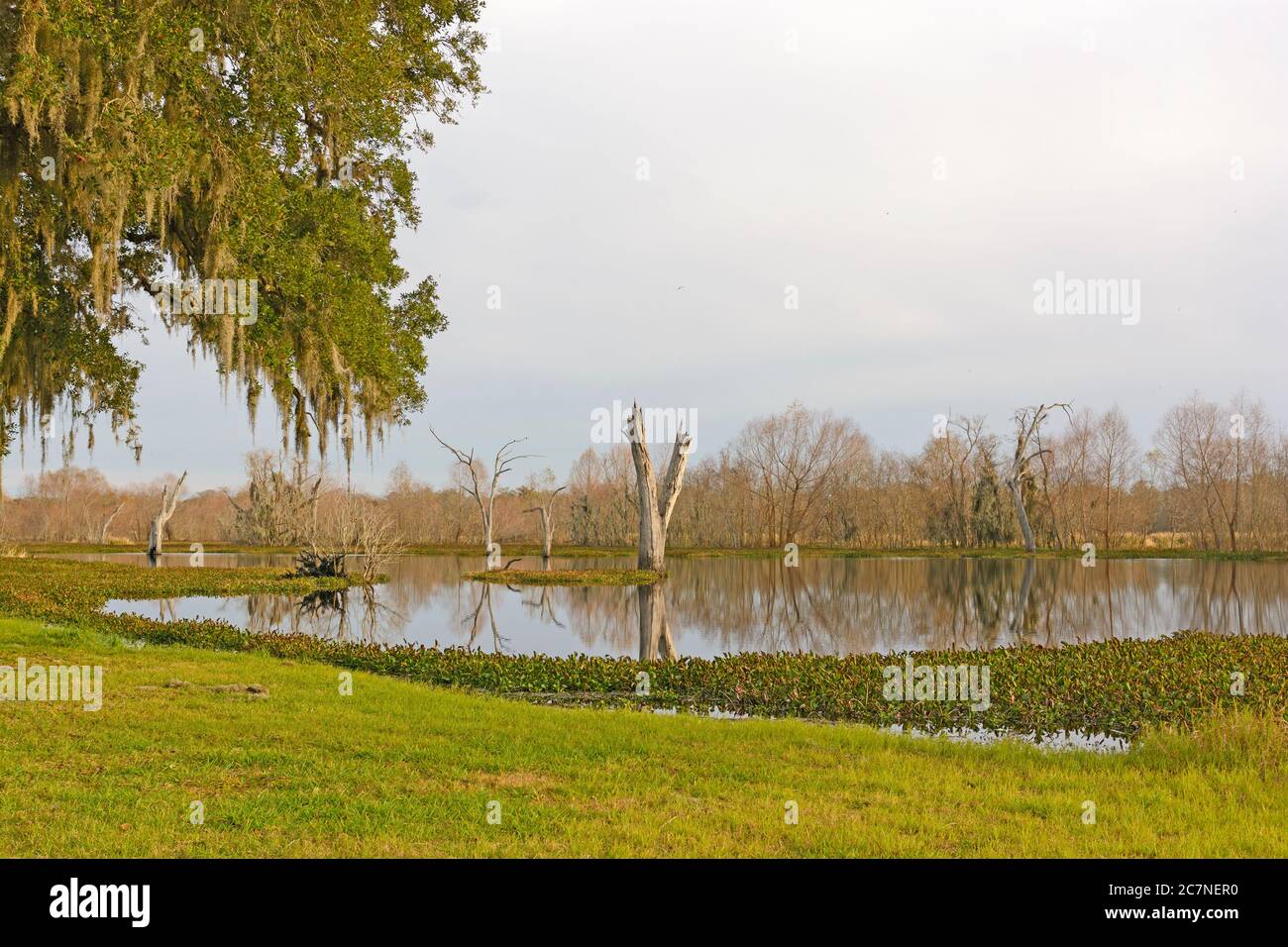 Quiet Elm Lake in the Evening in Brazos Bend State Park in Texas Stock Photo