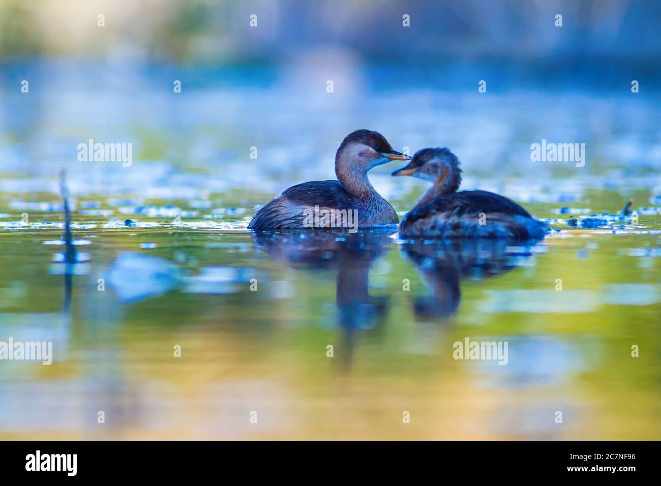 Swimming cute bird Colorful water nature background. Bird: Little Grebe ...