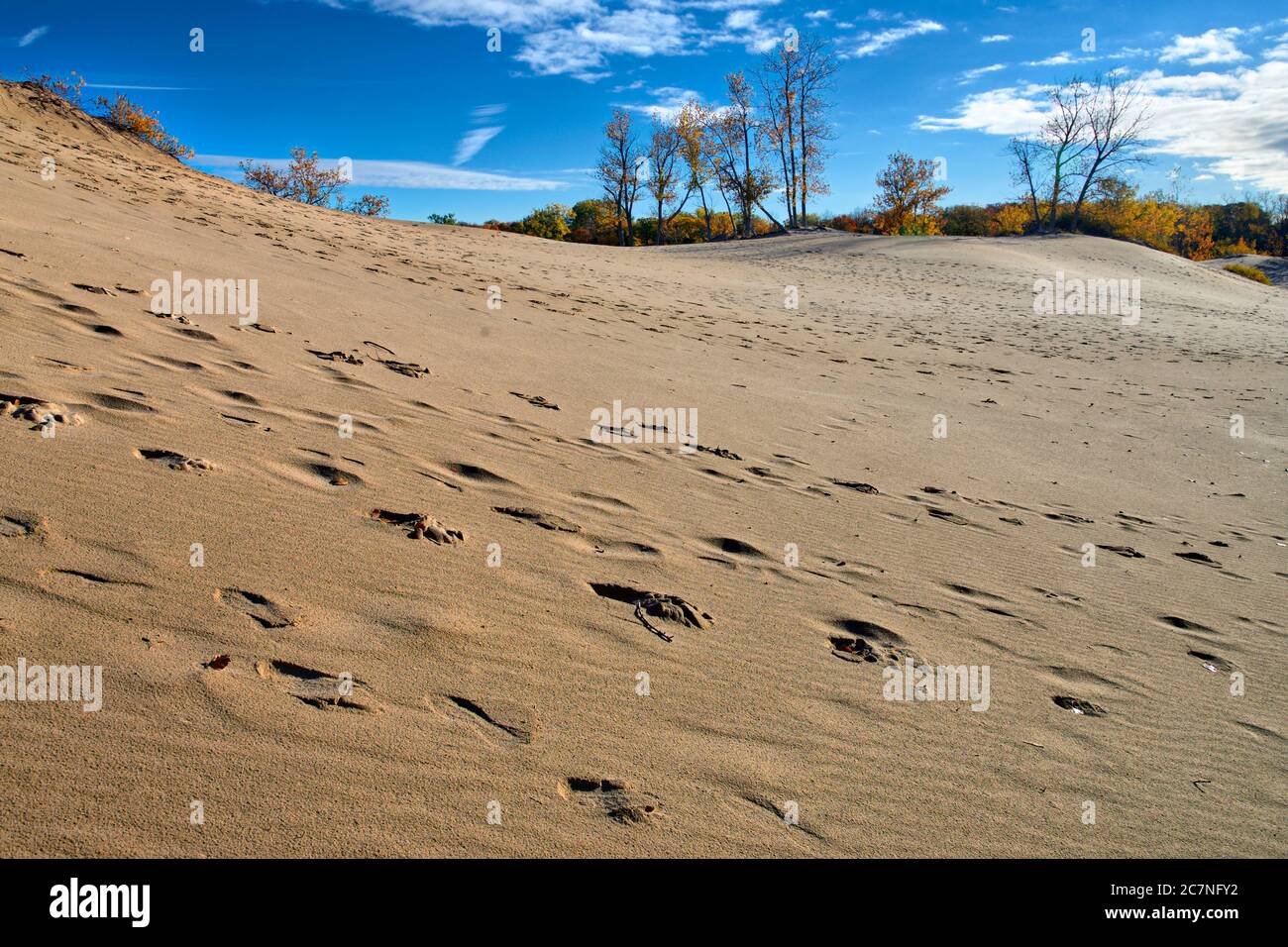 Footprints on the sand dune background landscape with autumn leaf color and blue sky Stock Photo