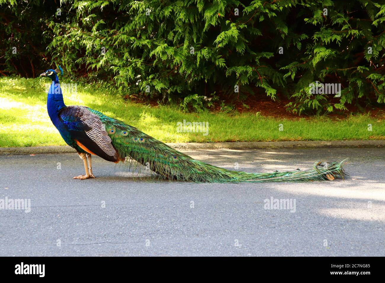 Peacock in his Majesty Stock Photo