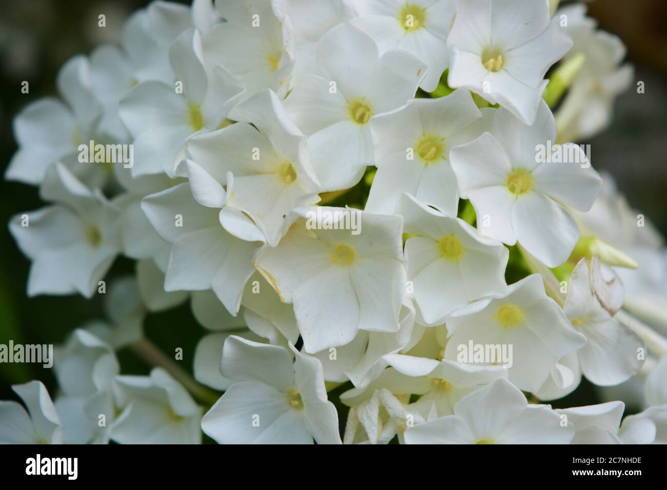 White bright and colorful street flowers, white phlox that grows in the garden. Stock Photo