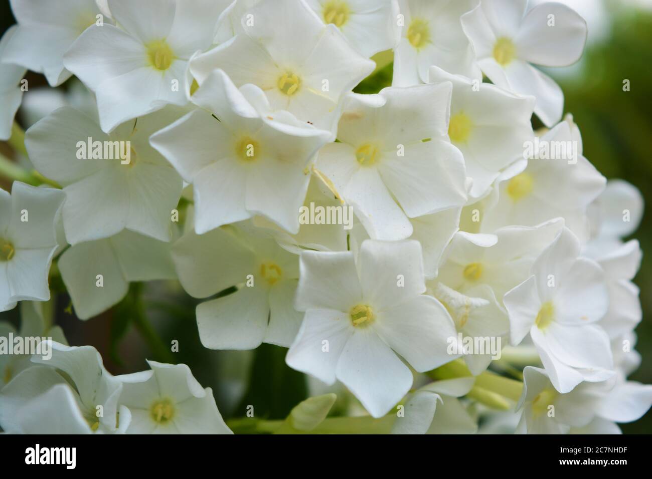 White bright and colorful street flowers, white phlox that grows in the garden. Stock Photo