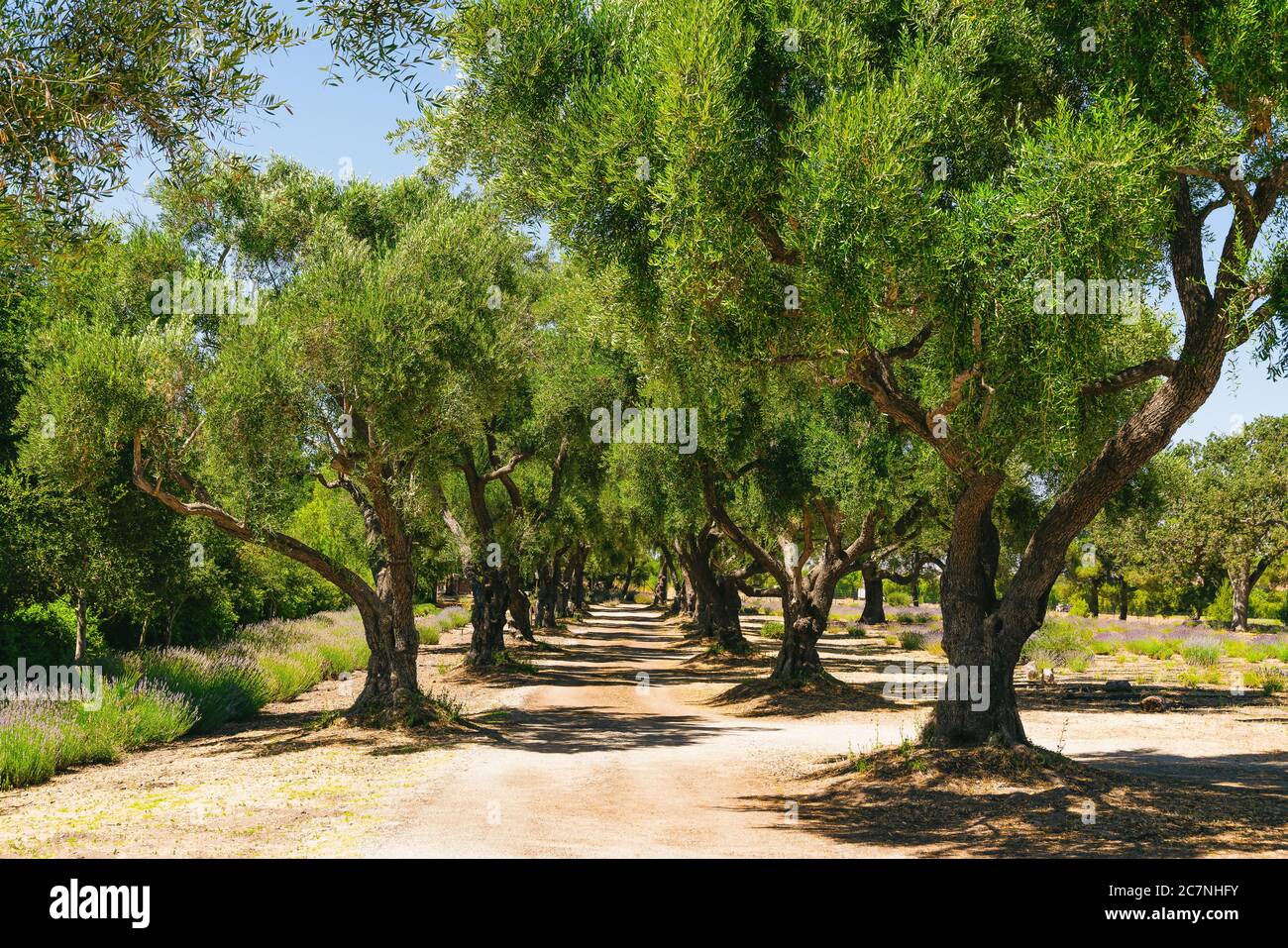 View of oak alley plantation hi-res stock photography and images - Alamy