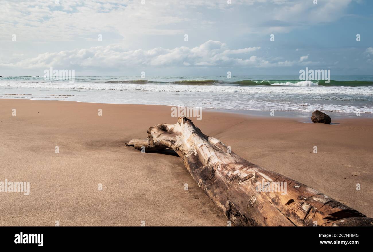 Africa beach with a tree and without the marks of tourists located in Axim Ghana West Africa. Stock Photo