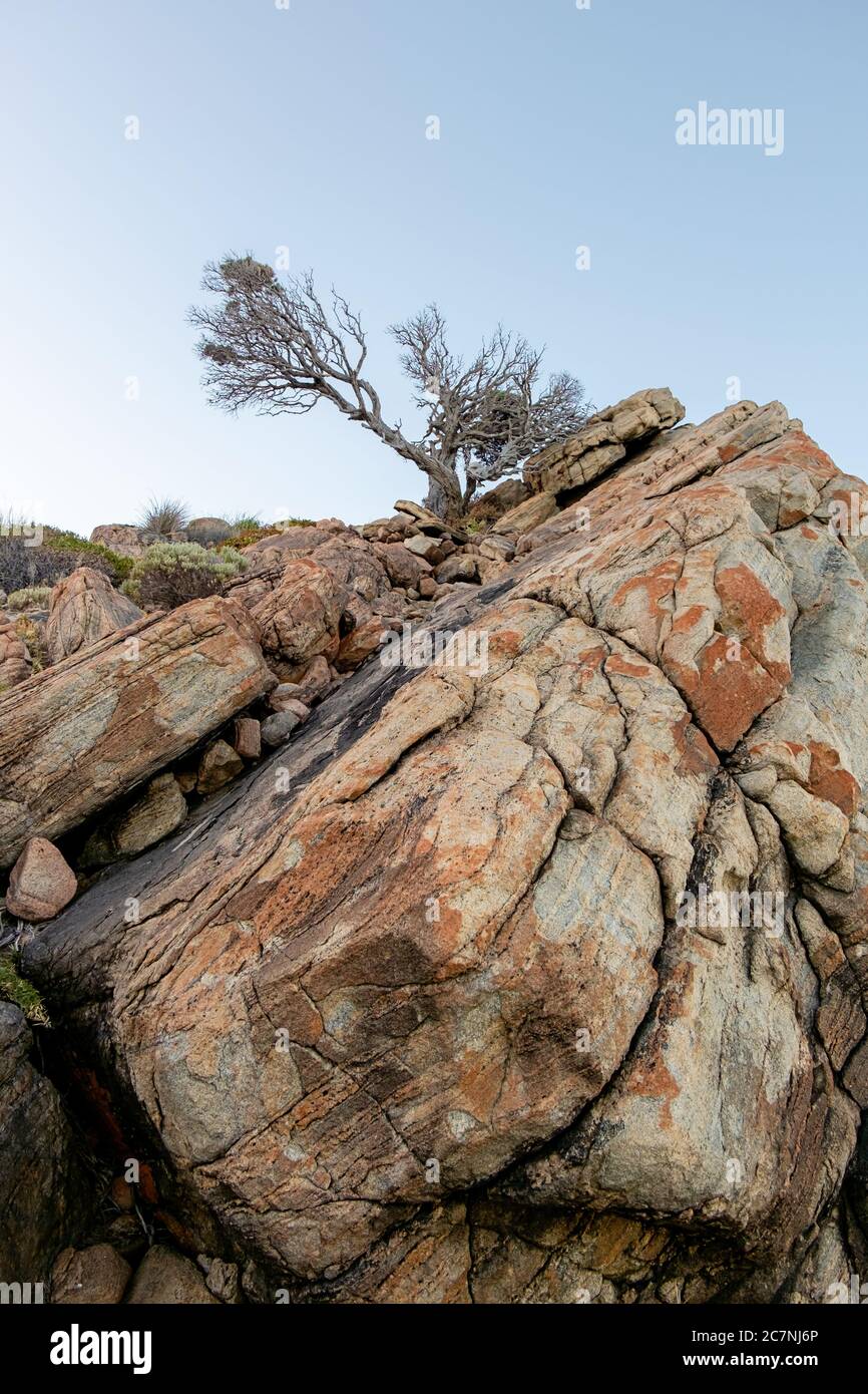 A tree growing on top of a cliff Stock Photo