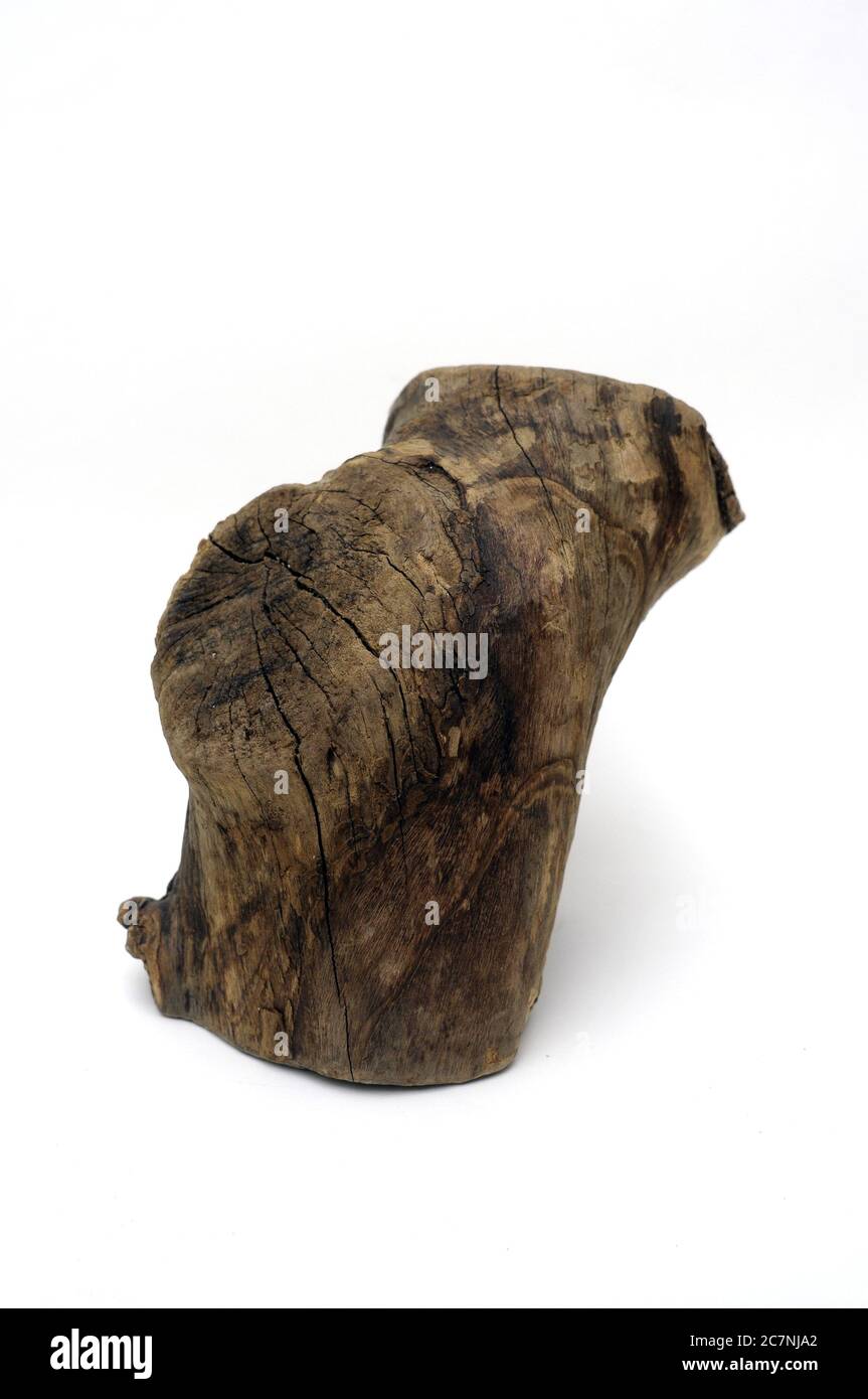 Fibrous Stem High Resolution Stock Photography and Images - Alamy