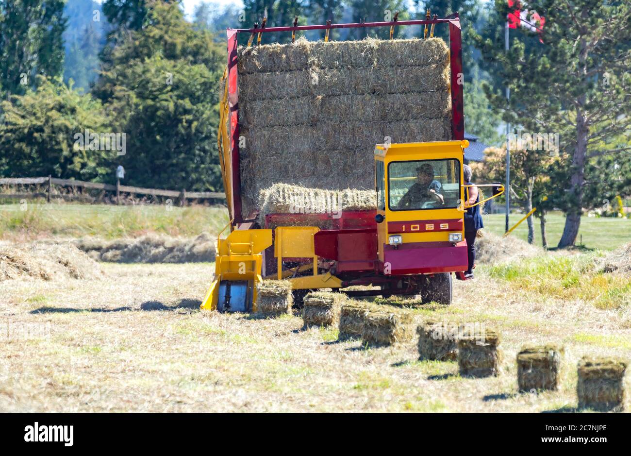 Victoria B.C. Canada- June 25/2020; A farmer uses tractors and other farm equipment to bale hay for use in the future. Stock Photo