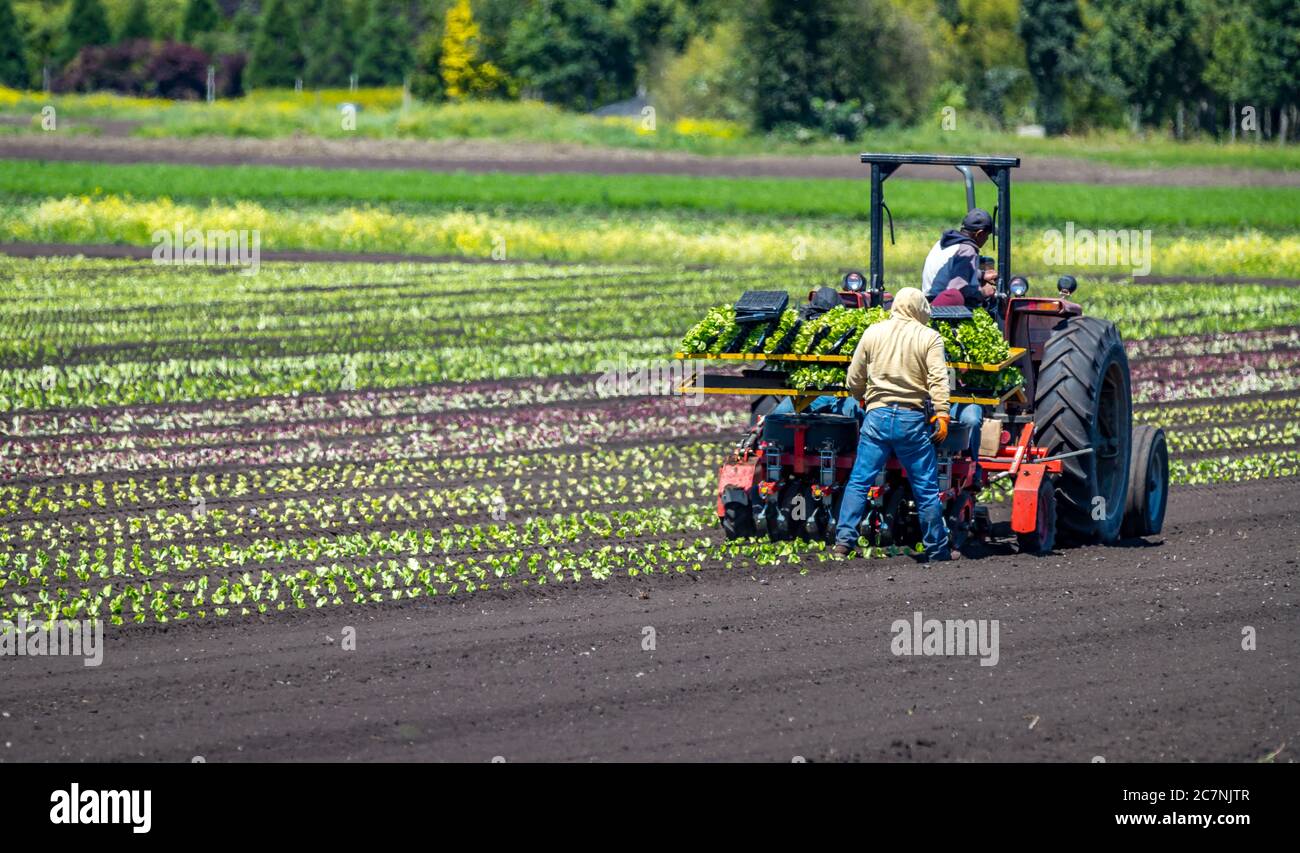 farm workers use tractor to plant crops Stock Photo Alamy