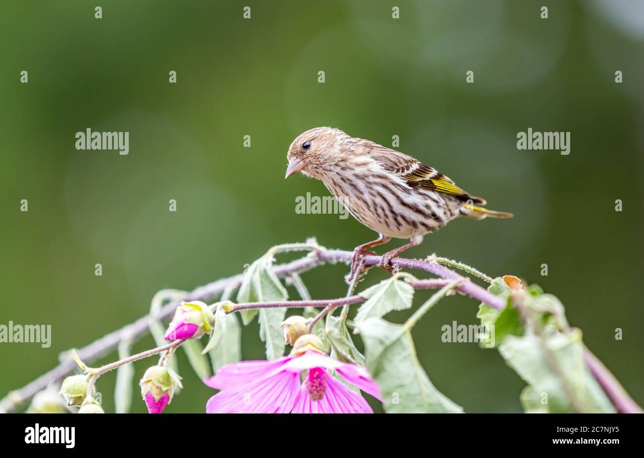 A pine siskin ' Spinus pinus ' looks for food among the branches of a tree. Stock Photo