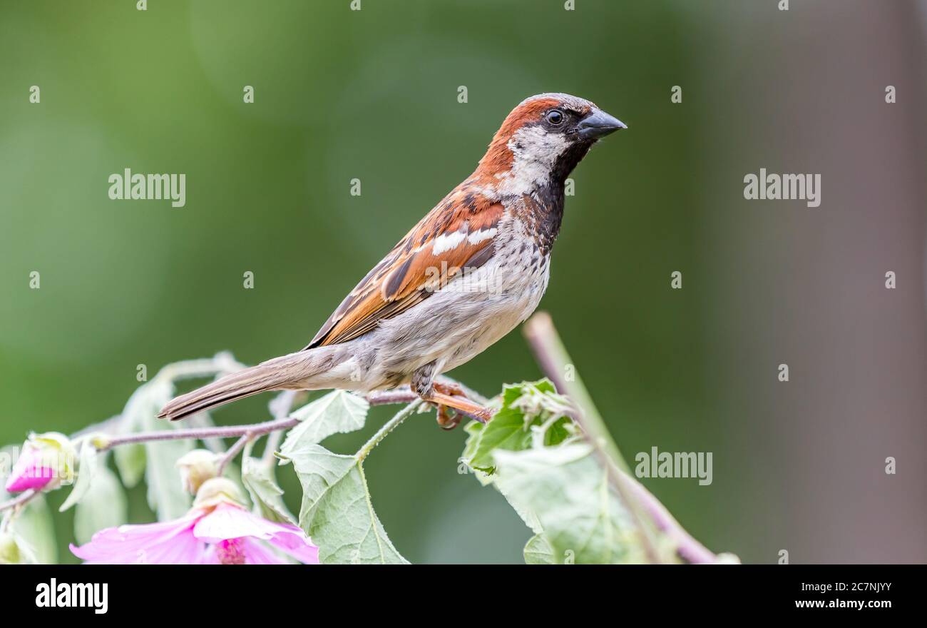 A house sparrow ' Passer domesticus ' sits on a branch looking for food. Stock Photo