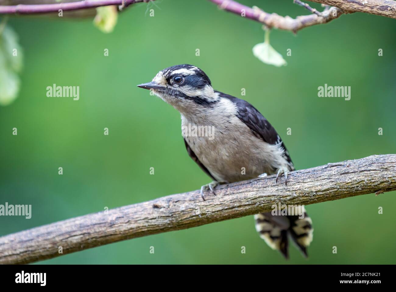 A downy woodpecker ' Picoides pubescens ' perches on a branch in search of food. Stock Photo