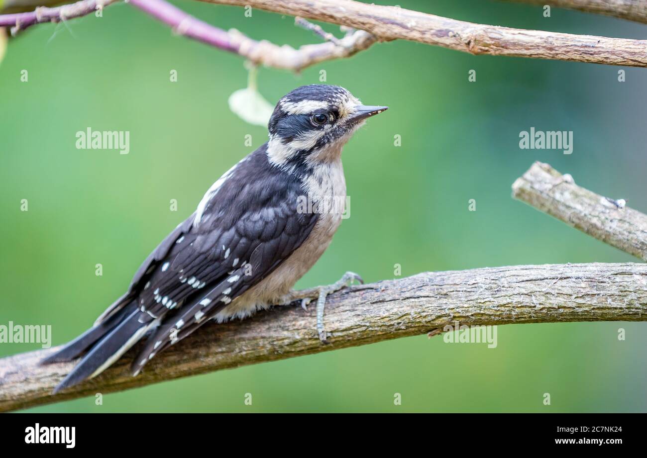 A downy woodpecker ' Picoides pubescens ' perches on a branch in search of food. Stock Photo