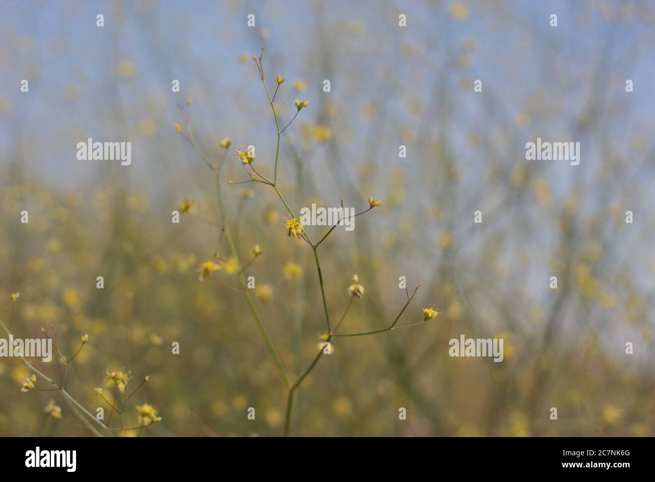 Desert Trumpet, Eriogonum Inflatum, Polygonaceae, native Herbaceous Perennial on the edges of Twentynine Palms, Southern Mojave Desert, Springtime. Stock Photo