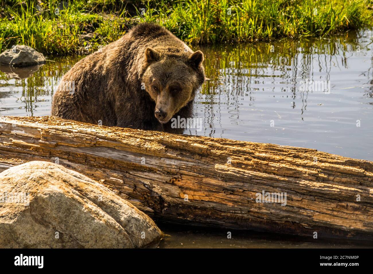 Mature Brown Humped Grizzly Bear Stock Photo