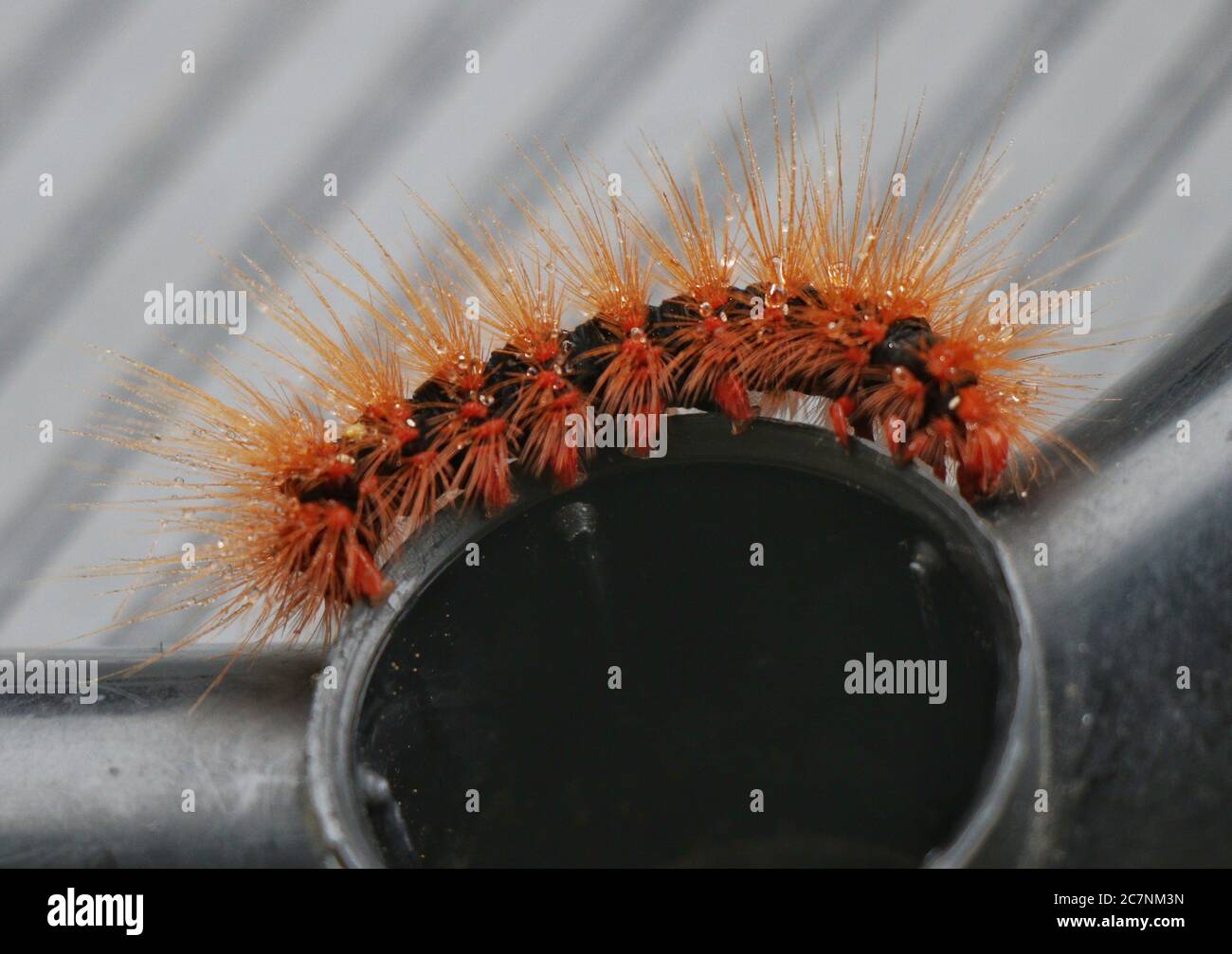Black hairy caterpillar hi-res stock photography and images - Alamy