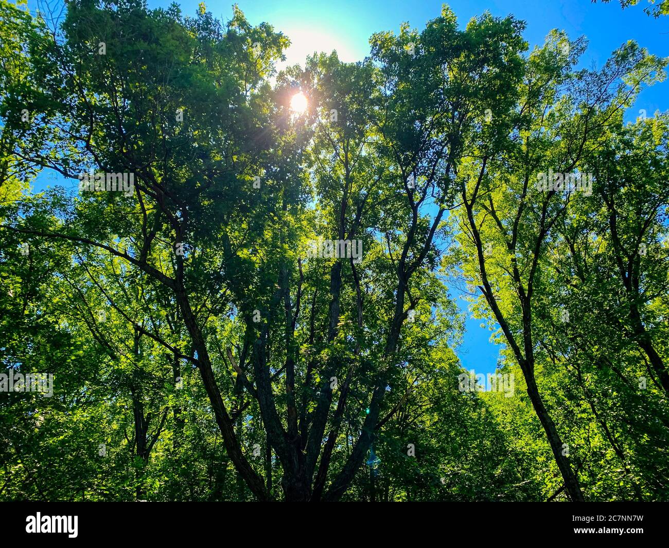 Sun ray with trees hi-res stock photography and images - Alamy
