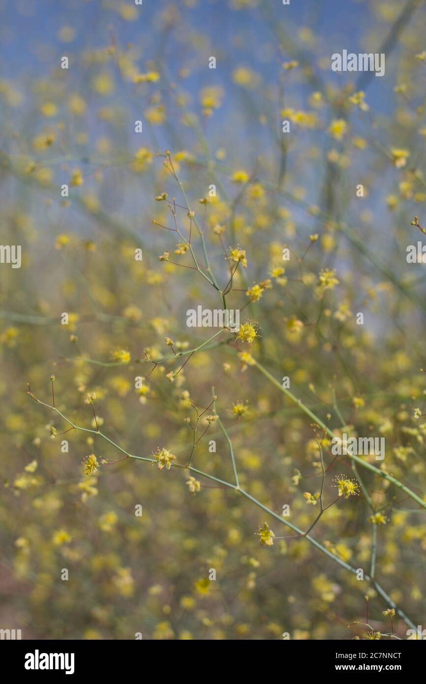 Desert Trumpet, Eriogonum Inflatum, Polygonaceae, native Herbaceous Perennial on the edges of Twentynine Palms, Southern Mojave Desert, Springtime. Stock Photo