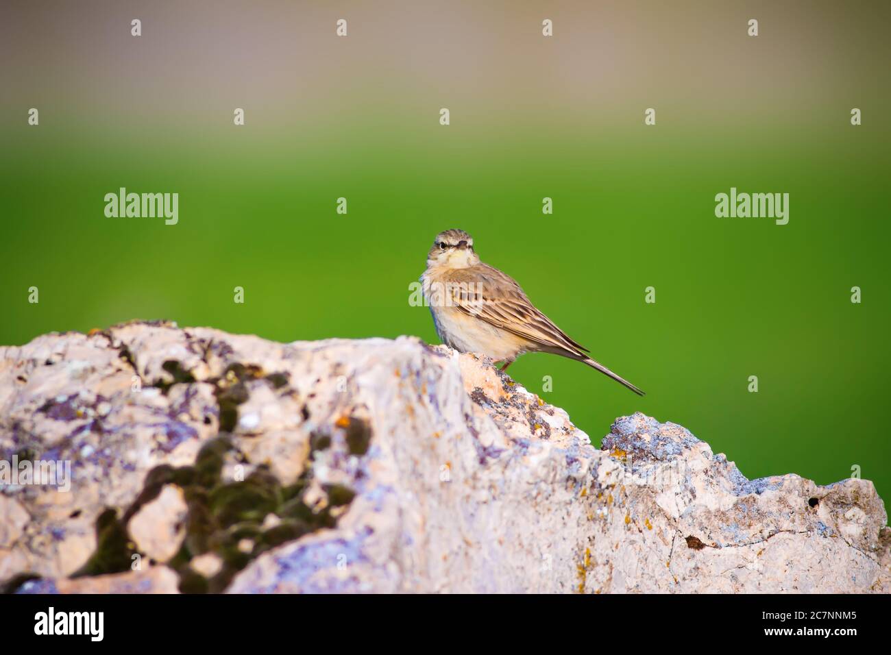 Nature and bird. Common birds. Natural background Stock Photo - Alamy