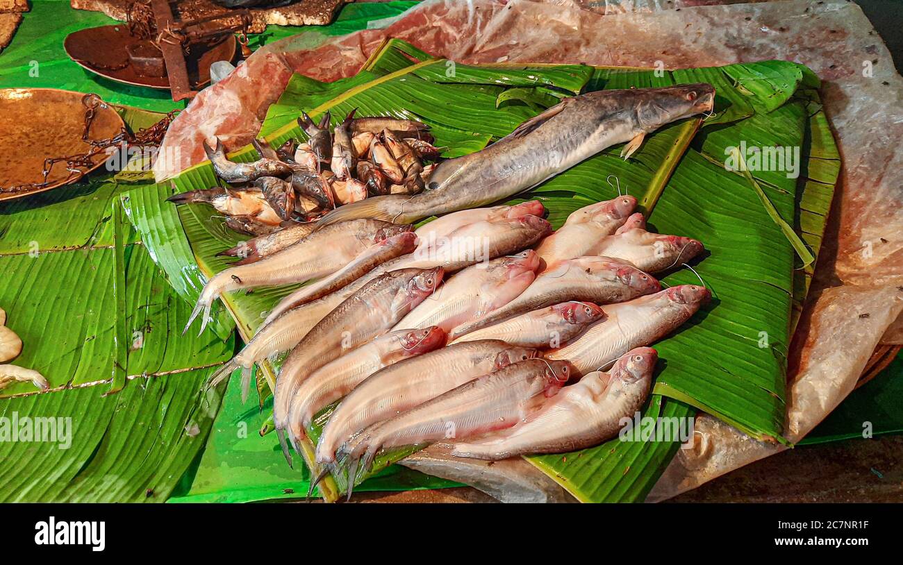 Local fish market with fresh water and sea fishes on sale at Kolkata