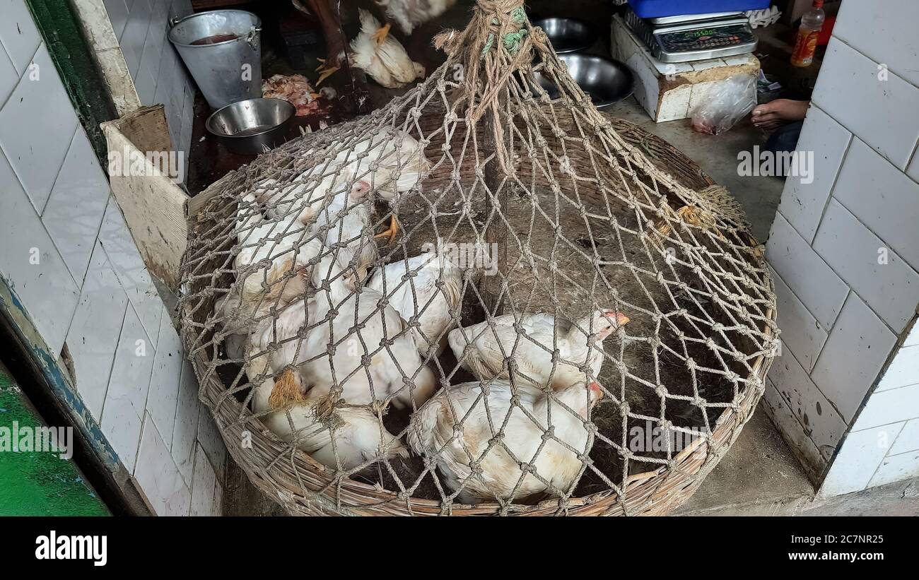 Live poultry kept in basket covered with net at a chicken meat shop at a local city market at Kolkata Stock Photo